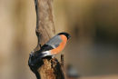 07-5888 Male Bullfinch (Pyrrhula pyrrhula) North East England